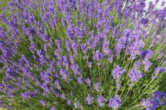Lavender (Lavandula angustifolia), narrow-leaved lavender, ornamental plant, medicinal plant,