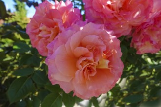 Roses (pink), pink blossom, flowers, plants, gardens, Germany