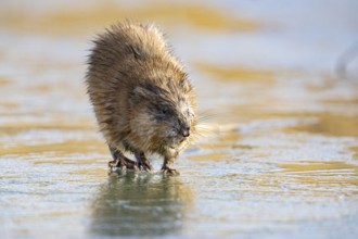 Muskrat (Ondatra zibethicus) walks across the ice on frozen lake Germany