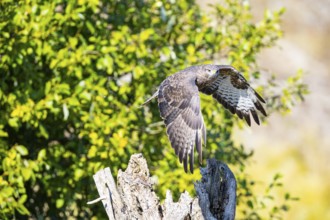 Common Buzzard (Buteo buteo) Germany