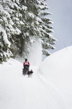 Sled dog racing, Todtmoos, Black Forest, Baden-Württemberg, Germany