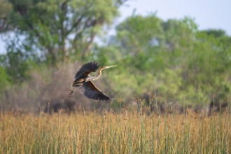 Africa snake-necked bird (Anhinga rufa) sitting on a dead tree in the river, Thamalakane River,