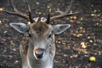Fallow deer (Dama dama) in an outdoor enclosure in the forest, Mecklenburg-Western Pomerania,