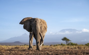 African elephant (Loxodonta africana) in picturesque landscape with the summit of Mount