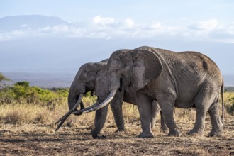 African elephant (Loxodonta africana) in picturesque landscape with the summit of Mount