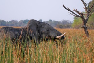 African elephant (Loxodonta africana), elephants on the riverbank between river grass, Thamalakane