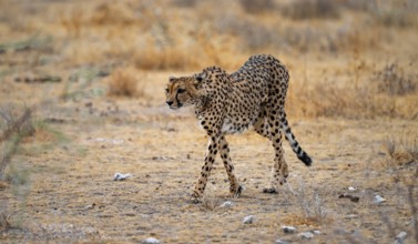 Cheetah (Acinonyx jubatus) runs in dry savanna, Etosha National Park, Namibia