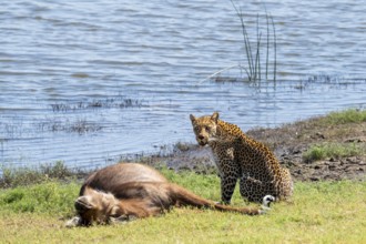 Leopard (Panthera pardus) with kill, waterbuck, Ihaha, Chobe National Park National Park, Botswana