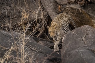 Female, leopard (Panthera pardus) in rocks, Savuti, Chobe National Park, Botswana