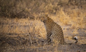 Female, leopard (Panthera pardus) sitting, dry grass, Savuti, Chobe National Park National Park,