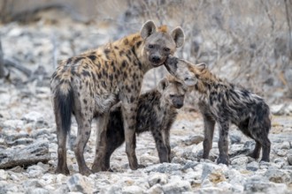 Spotted hyena or spotted hyena (Crocuta crocuta) with two young animals, Etosha National Park,
