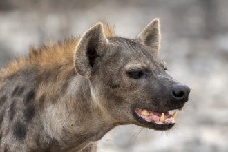 Spotted hyena or spotted hyena (Crocuta crocuta), Etosha National Park, Namibia