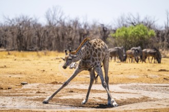 Funny, water flies through the air while drinking, Angola giraffe (Giraffa giraffa angolensis),