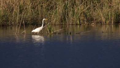 Great egret (Egretta alba) standing in shallow water, Naturquartier Grosswilfersdorf,