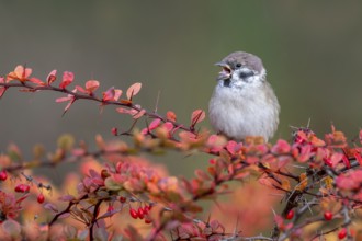 Tree sparrow (Passer montanus) sitting in a barberry bush, Littlewood Ranch, Limbach, Burgenland,