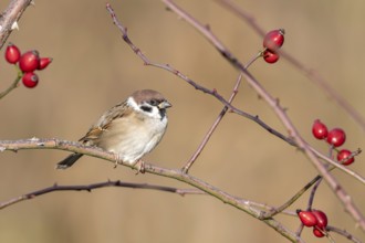 Tree sparrow (Passer montanus) sitting in a wild rose bush, Littlewood Ranch, Limbach, Burgenland,