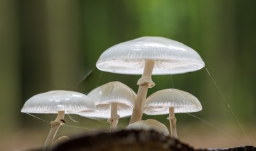 Beech slime (Mucidula mucida), Germany