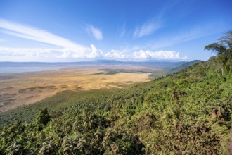View of Ngorongoro Crater, Crater Viewpoint, Forest and Savanna Landscape, Ngorongoro Conservation