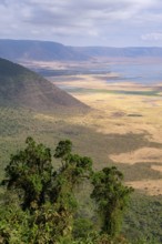 View of Ngorongoro Crater, Crater Viewpoint, Forest and Savanna Landscape, Ngorongoro Conservation
