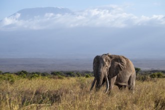 African elephant (Loxodonta africana) in picturesque landscape with the summit of Mount