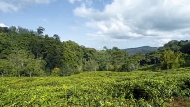 Tea plantation on hills between tropical rainforest, Amani Nature Forest Reserve, Eastern Usambara