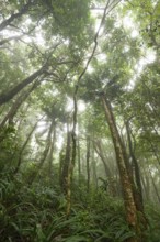 Misty tropical forest with ficus and endemic species on the way to Mount Sorrow in Daintree
