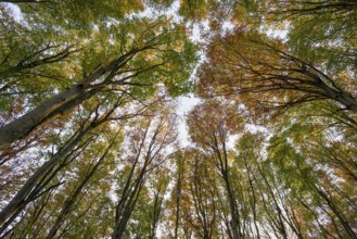 Autumn forest, view of the treetops from below, Schauinsland, Freiburg im Breisgau, Black Forest,
