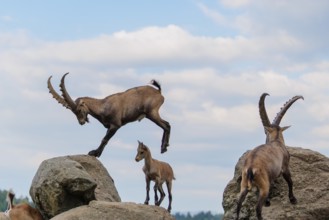 A male ibex (Capra ibex) jumps from rock to rock. A blue sky with clouds can be seen in the