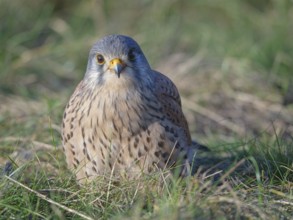 Smiling male Common Kestrel (Falco tinnunculus), Berlin, Germany
