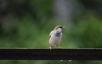 A house sparrow (Passer domesticus), Gazipur, Bangladesh