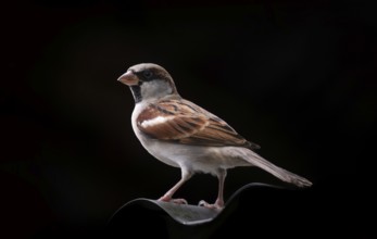 A House Sparrow (Species domesticus) on black background Gazipur, Bangladesh
