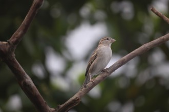 House sparrow (Passer domesticus) sitting on a tree branch, Gazipur, Bangladesh