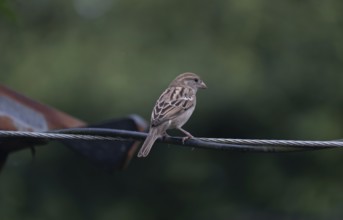 House sparrow (Passer domesticus) sitting on a wire, Gazipur, Bangladesh