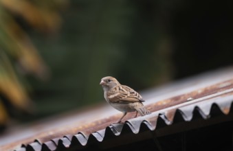 A house sparrow (Passer domesticus) sitting on a tin roof, Gazipur, Bangladesh