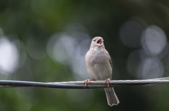 A house sparrow (Passer domesticus) is calling while perched on a wire, Gazipur, Bangladesh