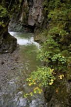 Diosaz mountain river in the gorge, Gorges de la Diosaz, Les Houches, Chamonix-Mont-Blanc,