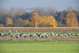 Cranes (grus grus) while resting on the southward train looking for food in a harvested corn field,