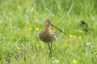 Black-tailed gown (Limosa limosa) looking for food in meadows, Lower Saxony, Germany