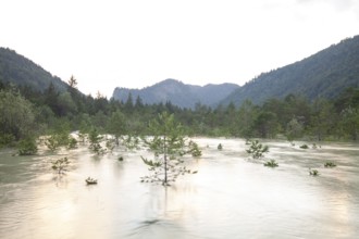 The Isar carries floods between Lake Sylvenstein and Lenggries. Trees and pines sink in the