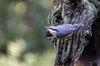 Nuthatch (Sitta europaea), Emsland, Lower Saxony, Germany