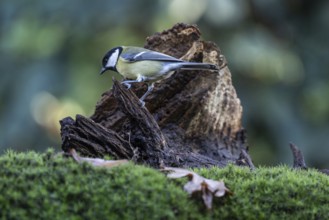 Great tit (Parus major), Emsland, Lower Saxony, Germany
