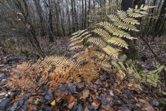 Royal Fern (Osmunda regalis), Emsland, Lower Saxony, Germany