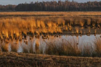 Moorland landscape at sunset, Emsland, Lower Saxony, Germany