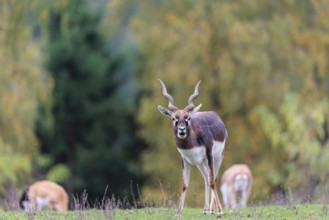 A male blackbuck (Antilope cervicapra) stands on a green meadow on a cloudy day. Some females can