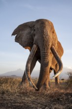 African elephant (Loxodonta africana), the famous Super Tusker elephant Craig, old male with long