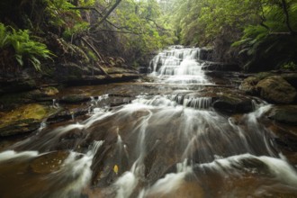 Leura Falls in a lush valley full of ferns and vegetation, Blue Mountains, New South Wales,