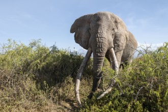 African elephant (Loxodonta africana) eats leaves, the famous Super Tusker elephant Craig, old male