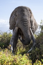 African elephant (Loxodonta africana) eats leaves, the famous Super Tusker elephant Craig, old male