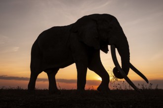 Backlight, African elephant (Loxodonta africana), the famous Super Tusker elephant Craig, old bull