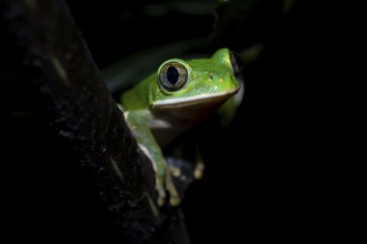 Forest climbing frog (Leptopelis barbouri) in the jungle, night view, Amani Forest Reserve,